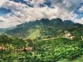 the-art-golden-jungle-house