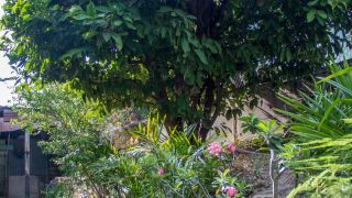cozy-mount-erskine-homestay