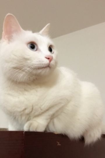 justlanded ヒルトン 東京ベイ クーポン