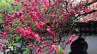 xixi-hot-spring-homestay