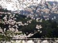 ryokan-nenrinbo