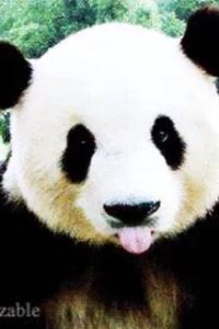 Tingfengxiaoyu