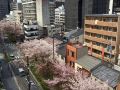 tazuru