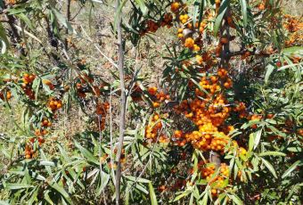 张北天路安娜庄园 User Photo