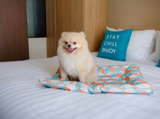 Cross Vibe Chiang Mai Decem Room Type - Pet-Friendly One Bedroom Suite