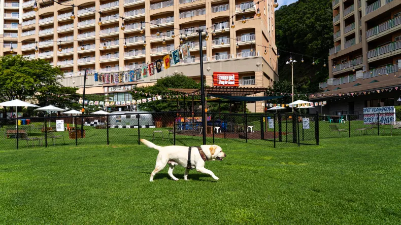 소노펫 클럽&리조트 비발디파크