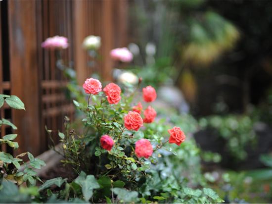 Others 4, Blossom Hill Inn (Moxiang), Lijiang
