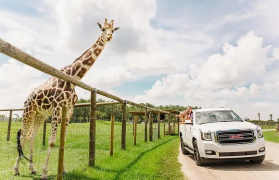 佛羅裡達野生動物園自駕遊和鱷魚公園門票