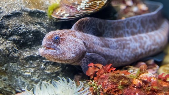 San Francisco: VIP Experience at Aquarium of the Bay