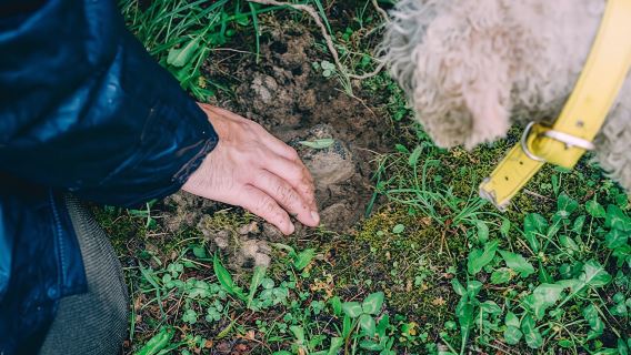 Burgundy truffle hunting demonstration and truffle tasting session