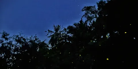 瓜拉雪蘭莪螢火蟲與藍眼淚一日遊連晚餐