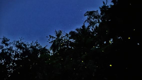 Kuala Selangor Fireflies and Blue Tears One Day Tour with Dinner