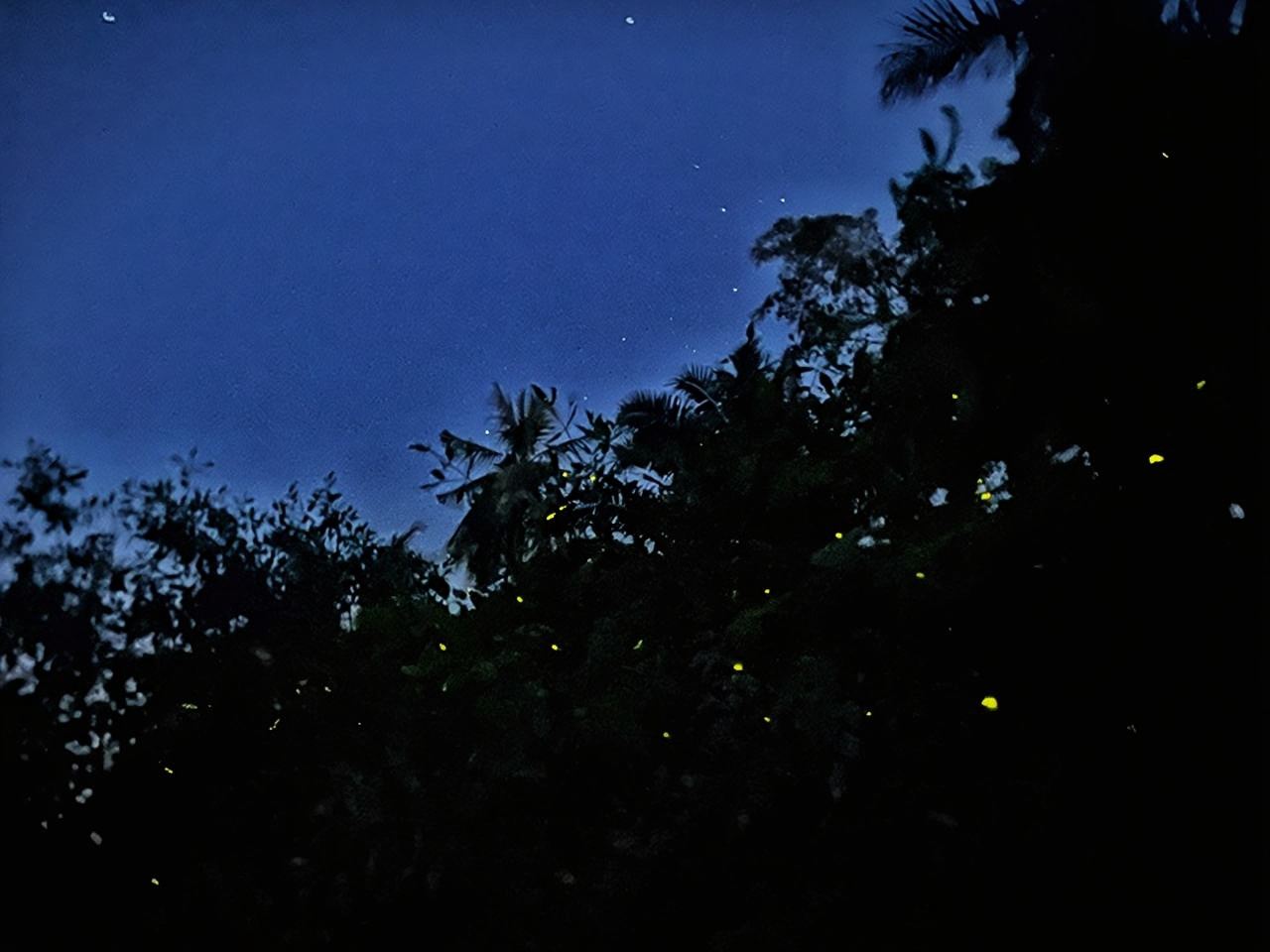 Tur Harian Kunang-Kunang Kuala Selangor dan Blue Tears dengan Makan Malam