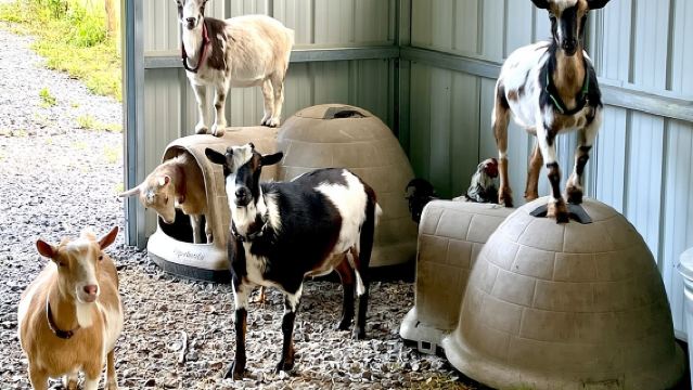 Экскурсия с добычей камней и прогулкой по козьей ферме в Хендерсонвилле.