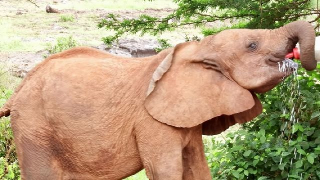 ナイロビのエレファント・オーファネッジとジラフ・センターへの日帰りツアー