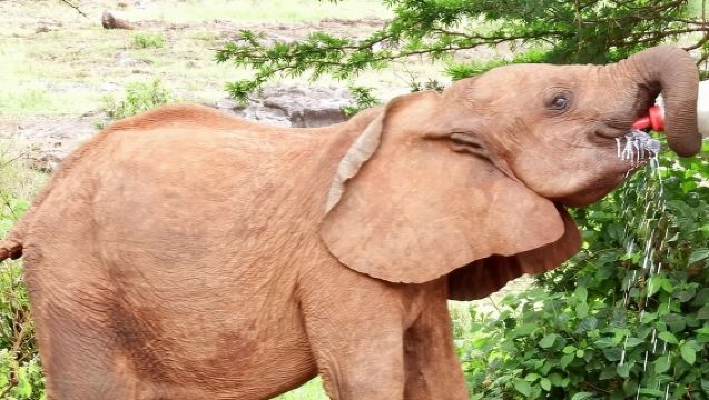 Halbtagesausflug zum Elefantenwaisenhaus und Giraffenzentrum in Nairobi