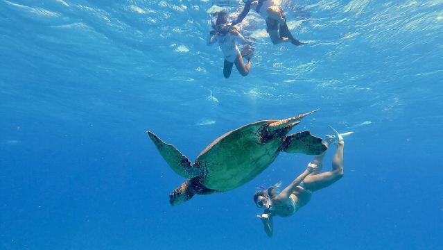 ไวกิกิ ฮาวาย: ทริปดำน้ำดูปะการังและล่องเรือสำราญชมสัตว์ป่าระดับหรู