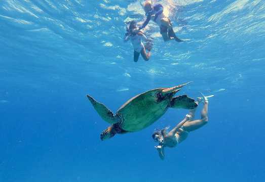 Waikiki, Hawaii: Deluxe Snorkel and Wildlife Cruise