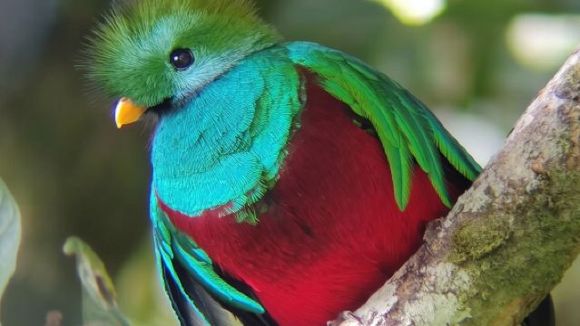 Quetzal Season Birdwatching Tour in Curicancha Cloud Forest