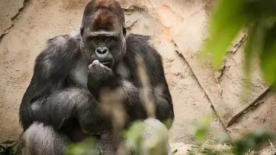 Sydney: Whale Watching Cruise and Taronga Zoo Package