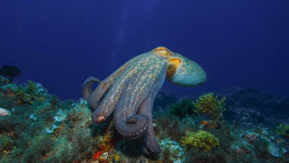 Santa Cruz de Tenerife: PADI Introductory Dive