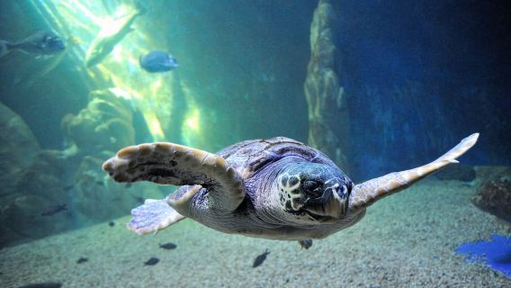 Cala Gonone: entrada al acuario de Cala Gonone