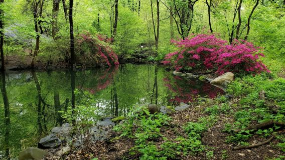 New York City: Central Park Walking Tour