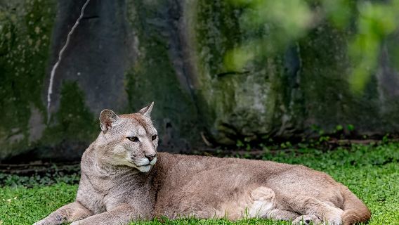 Buenos Aires: Bioparque Temaiken with Transfers