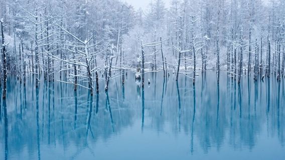 北海道戲雪一日遊：旭山動物園+青池+四季彩之丘|9-13人團