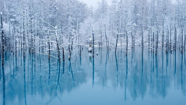 Lawatan Sehari Bermain Salji di Hokkaido: Menonton Berjalan Penguin + Kolam Biru + Bukit Shikisai|Kumpulan 9-13 orang