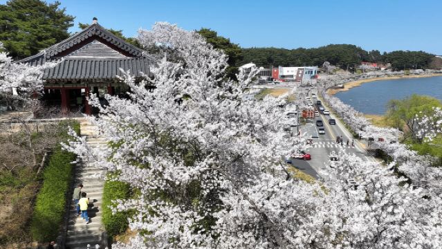 [首爾出發] 江陵鏡浦台櫻花慶典韓劇拍攝地一日遊