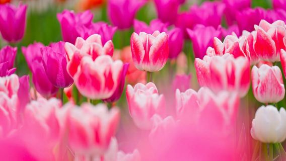 Da Amsterdam: Ingresso a Keukenhof con Trasferimento in Navetta