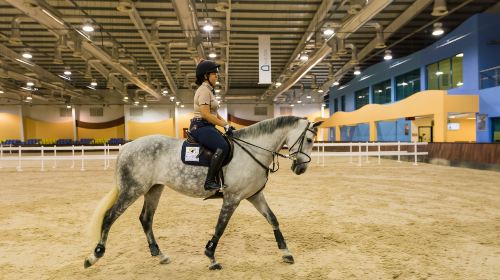 Abu Dhabi Horse Riding Experience 6
