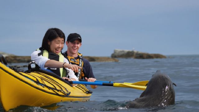 SUPボード2時間【ニュージーランド・カイコウラ野生動物カヤックアドベンチャー(愛らしいオットセイを間近で観察)】