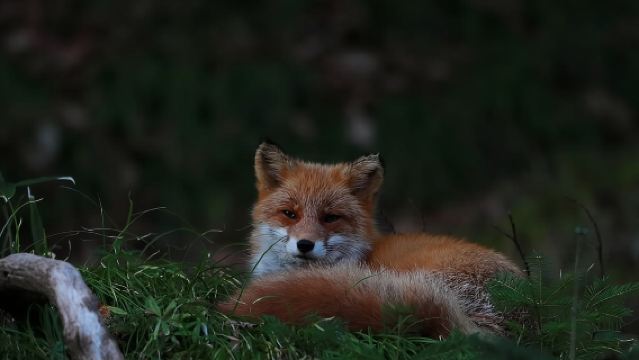 Wildlife Night Drive in Shiretoko national park