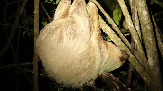 Aventuras nocturnas en Monteverde