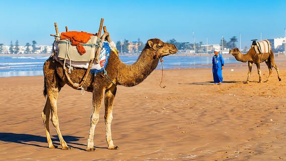 Day tour of Essaouira from Marrakech