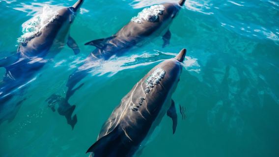 Snorkeling with Dolphins in Trincomalee