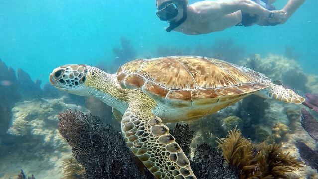 Biologist Owned & Operated: Dolphin Watching & Guided Snorkeling