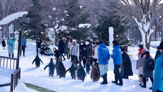 日本旭川札幌-美瑛青池富良野/可小樽登別北海道包車-精選