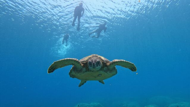 Daymaniyat Islands Snorkeling Sharing Trip 