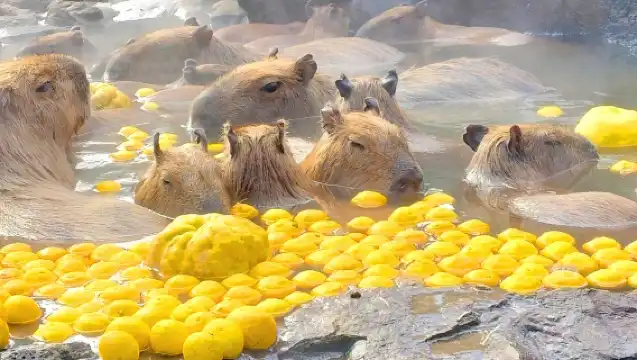 日本東京伊豆一日遊【純玩9人小團|贈觀海列車票|上門接送可選|中文司導|城崎海岸+門脅吊橋+觀海列車+大室山or仙人掌動物園】