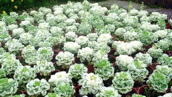 Beitou Geothermal Valley, Yangmingshan Scenic Area, and Yehliu Day Tour (Hotel Pickup)