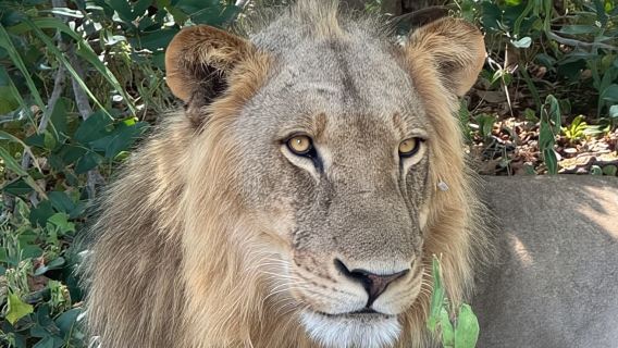 Chobe National Park: 3-Hour Game Drive