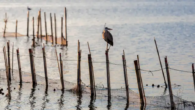 From Valencia: Albufera Natural Park with Sunset Boat Tour