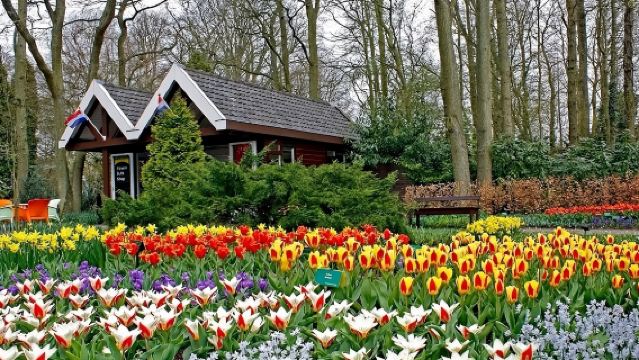 荷蘭阿姆斯特丹-庫肯霍夫公園+風車村一日遊【市區飯店接駁】