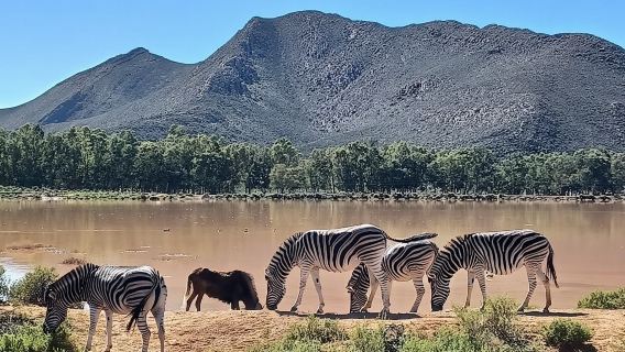 Cape Town: Aquila Private Game Reserve Safari with Lunch