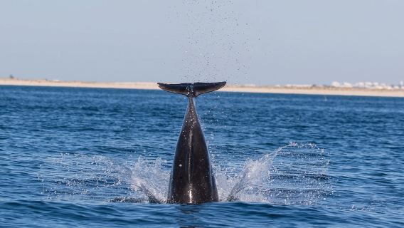 Olhão: Dolphin Observation