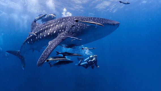泰國皮皮島PKT中華潛水+瑪雅灣+小皮皮島體驗潛水水肺潛水4小時【潛行自營體驗船潛鯨鯊海龜PADI五星】