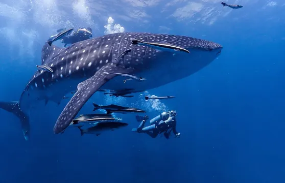 皮皮島潛水體驗(4小時)大小同價